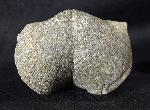 Paraspirifer bownockeri (STEWART 1927) - Bild &copy; FossNet FossilienStore